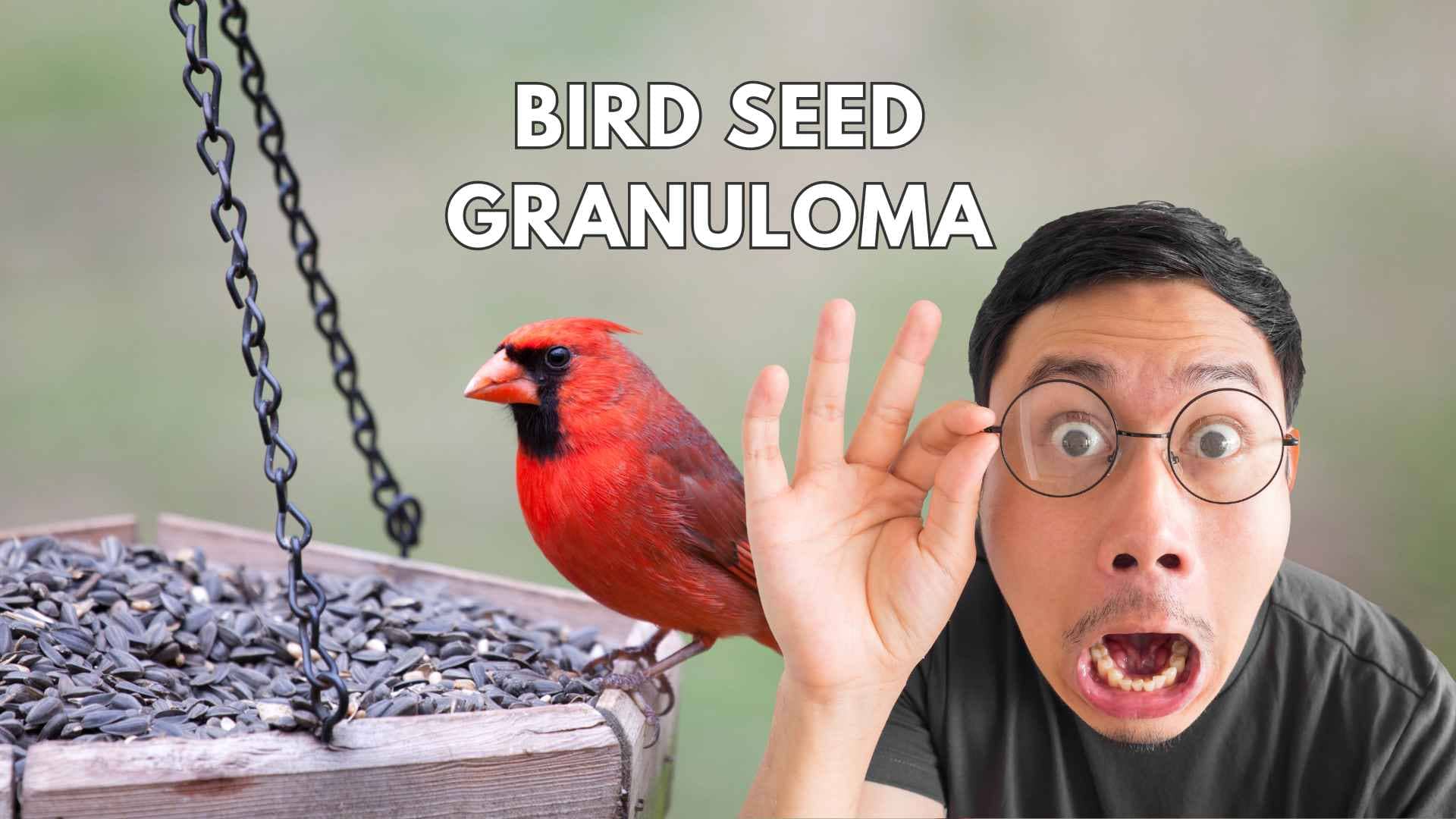 Bird seed granuloma by Dr Anthony Maloof, Sydney